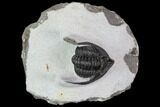 Diademaproetus Trilobite - Ofaten, Morocco #88875-1